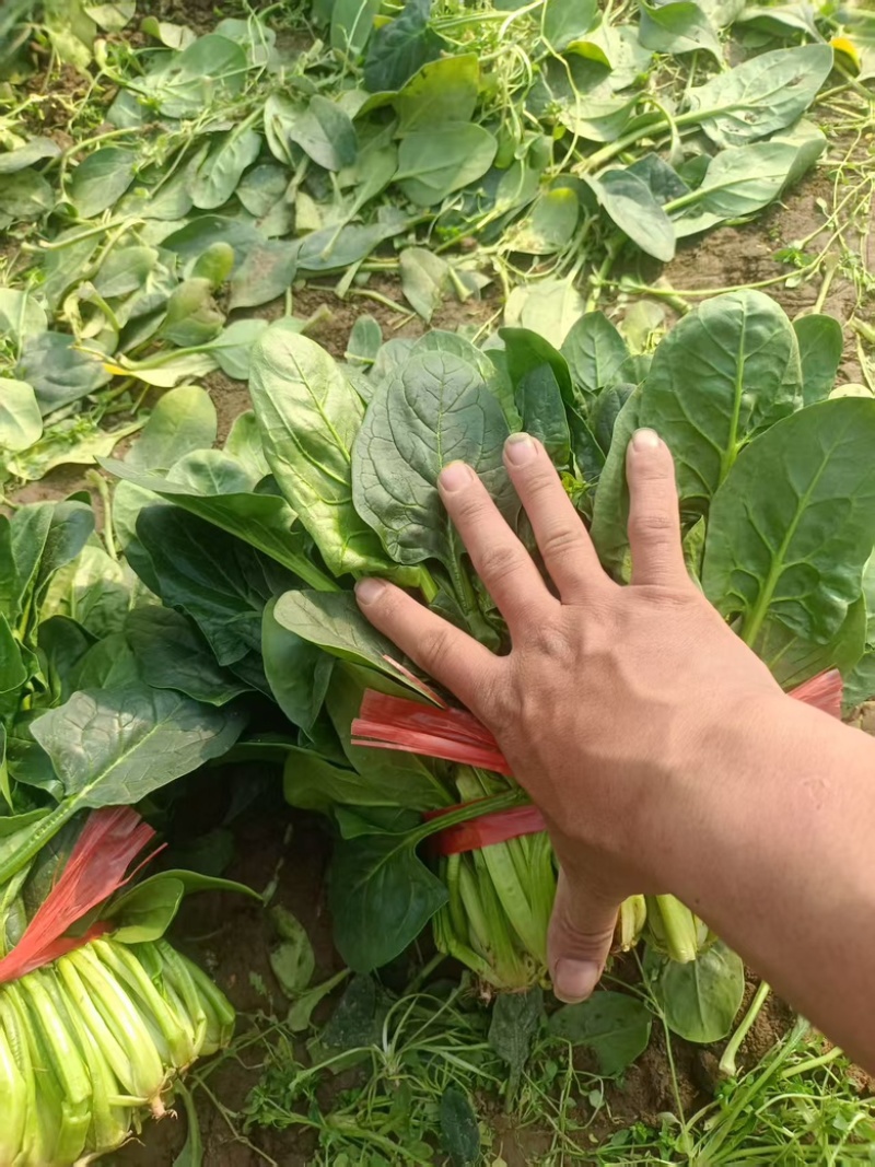 河北大棚大叶菠菜大量上市四季有货，可长期合作
