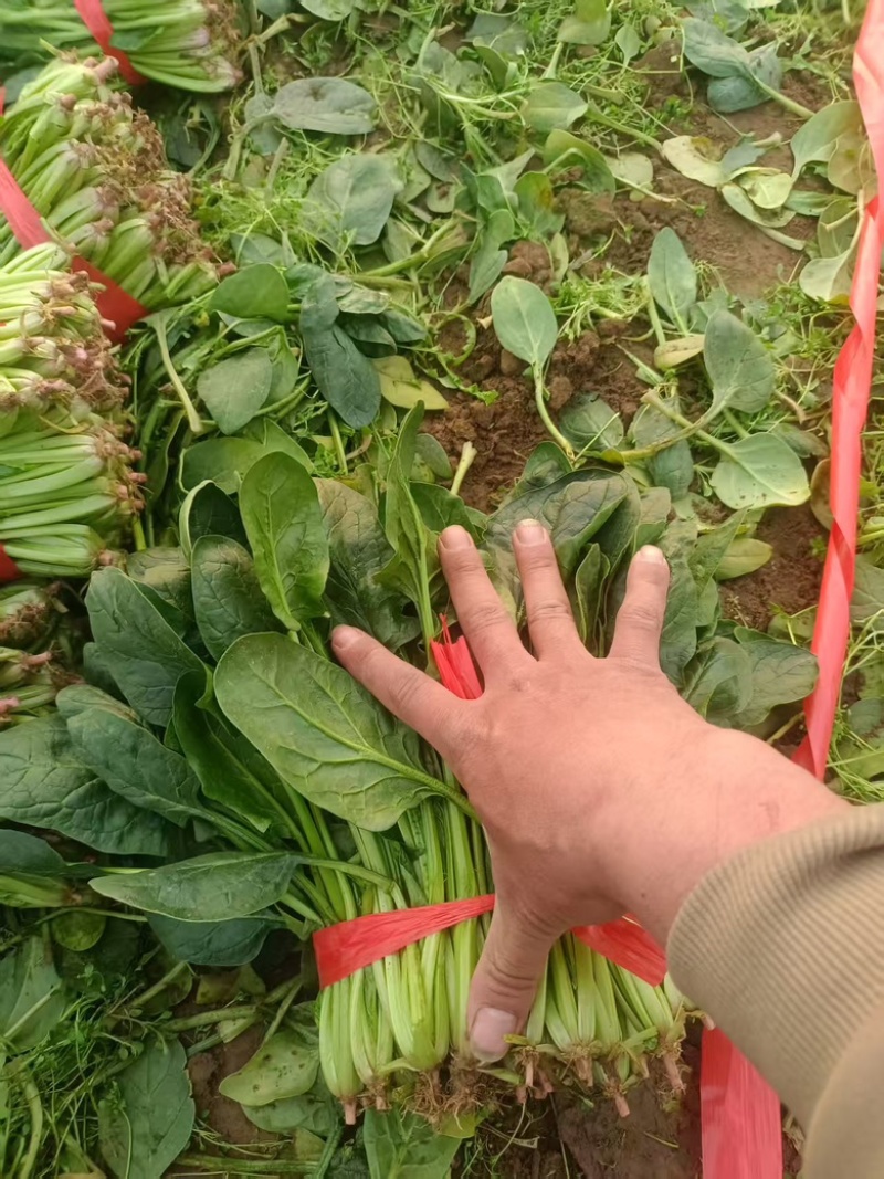 河北大棚大叶菠菜大量上市四季有货，可长期合作