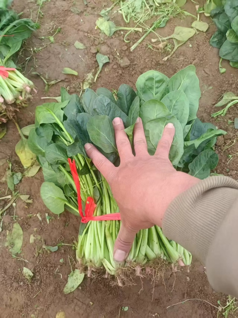 河北大棚大叶菠菜大量上市四季有货，可长期合作