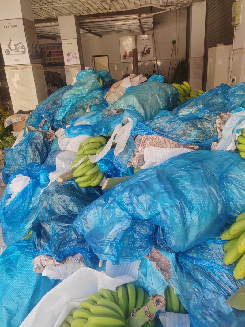 香蕉云南产地直供，，货量充足，全国无死角代收代卖，