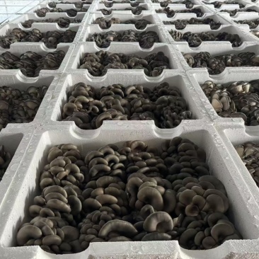 精品平菇小黑平菇产地一手货源，品质高，对接电商市场批发商