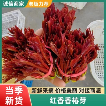 香椿芽红香椿叶四川达州大量现货供应全国发货联系电话沟通