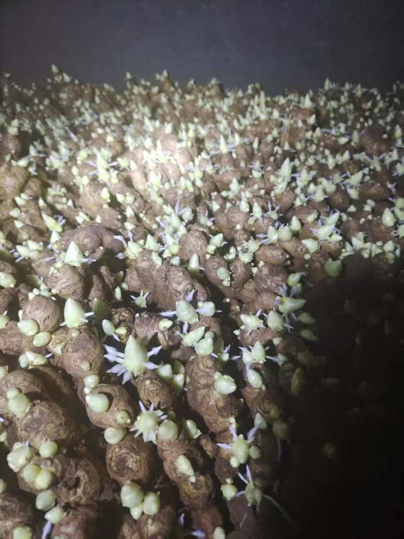 姜种高产368脱毒姜种平顶4号山农一/二号技术指导