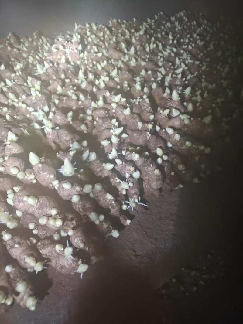 姜种高产368脱毒姜种平顶4号山农一/二号技术指导