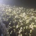 姜种高产368脱毒姜种平顶4号山农一/二号技术指导