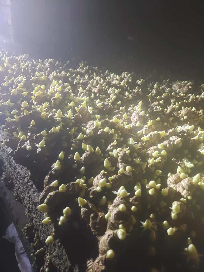 姜种高产368脱毒姜种平顶4号山农一/二号技术指导