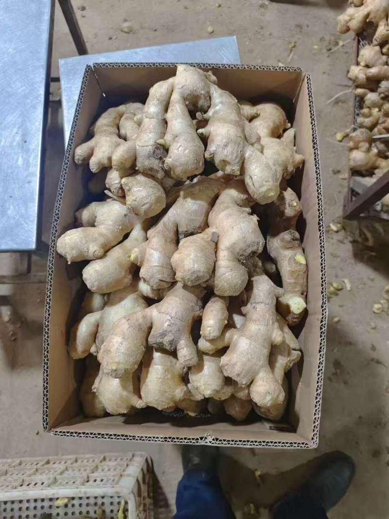 姜种高产368脱毒姜种平顶4号山农一/二号技术指导