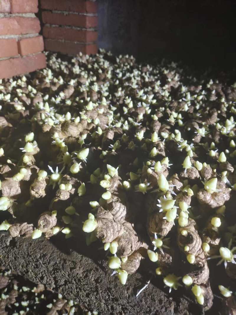 姜种高产368脱毒姜种平顶4号山农一/二号技术指导