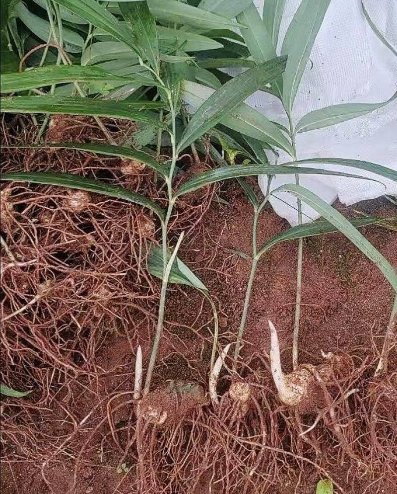 云南昆明供应黄精种苗，欢迎咨询联系基地直发量大从优。