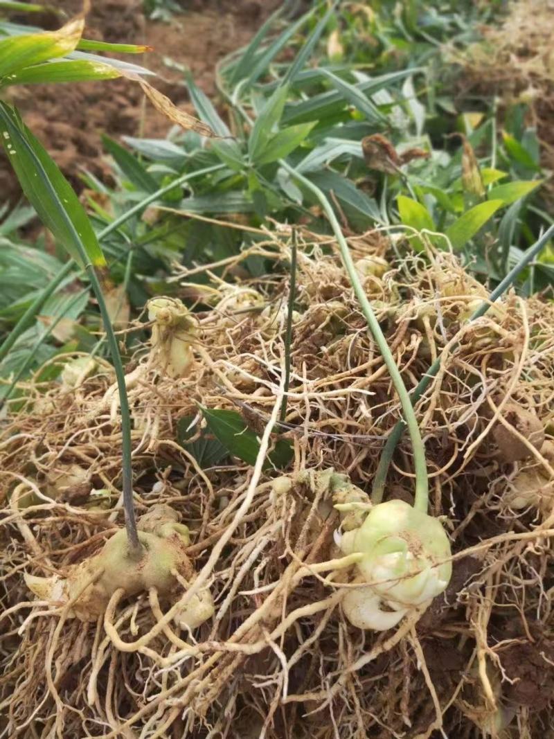 云南昆明供应黄精种苗，欢迎咨询联系基地直发量大从优。
