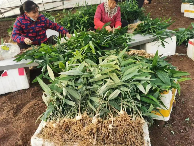 云南昆明供应黄精种苗，欢迎咨询联系基地直发量大从优。