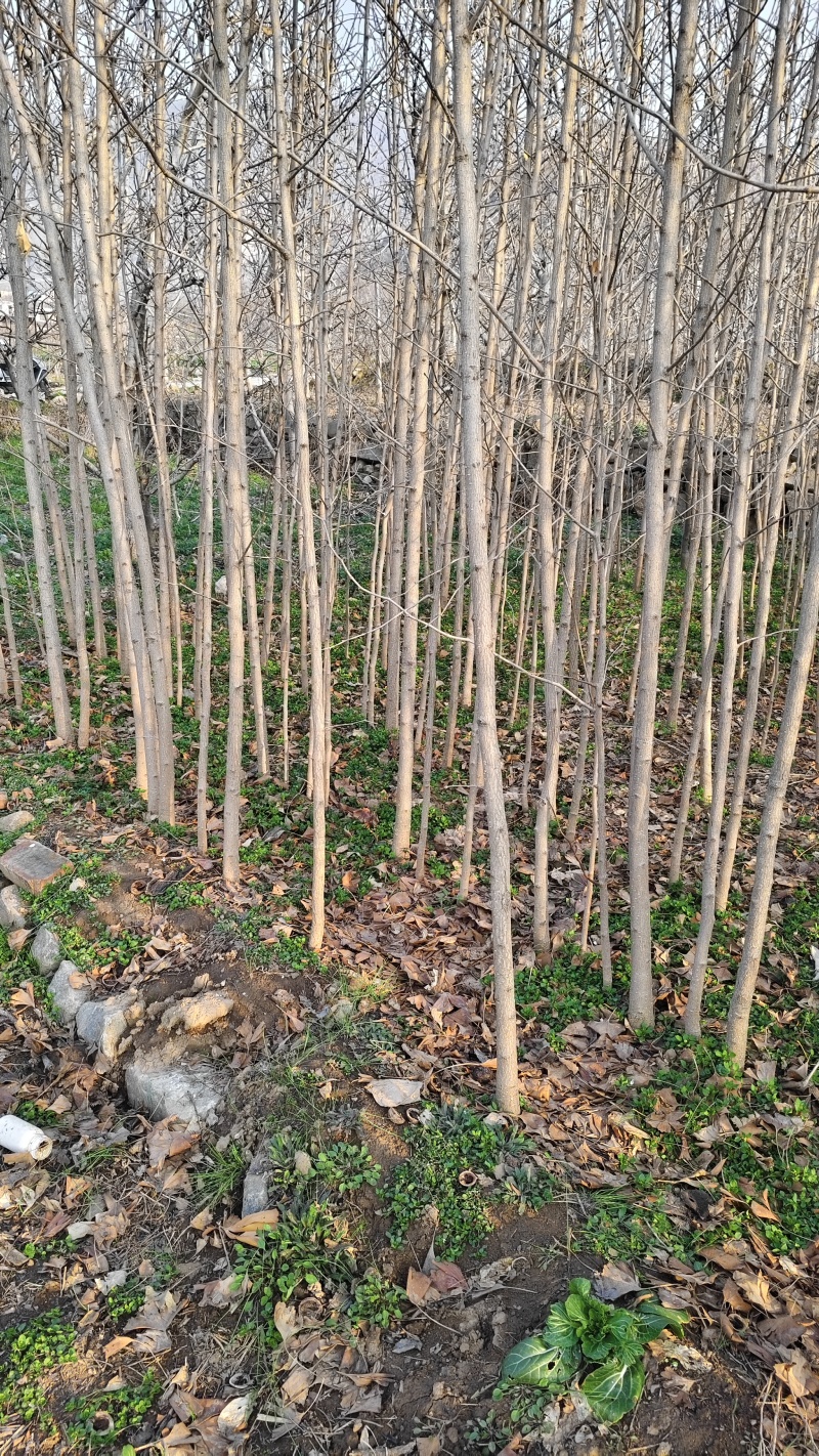 产地2左右-5公分银杏树，杆直叶茂，苗圃基地要的可以联系