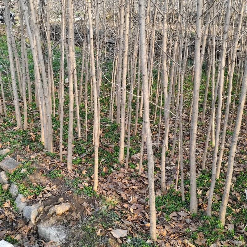 产地2左右-5公分银杏树，杆直叶茂，苗圃基地要的可以联系