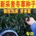 基地直发麦冬种子现货批发