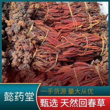 云南无硫干货回春草中药材批发不老草丁天柱