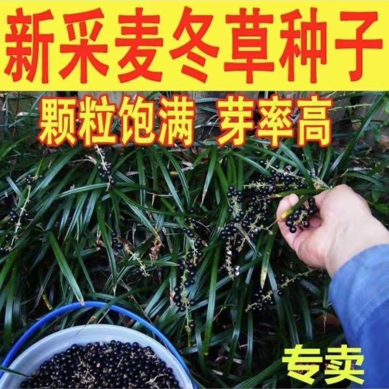 基地直发麦冬种子现货批发