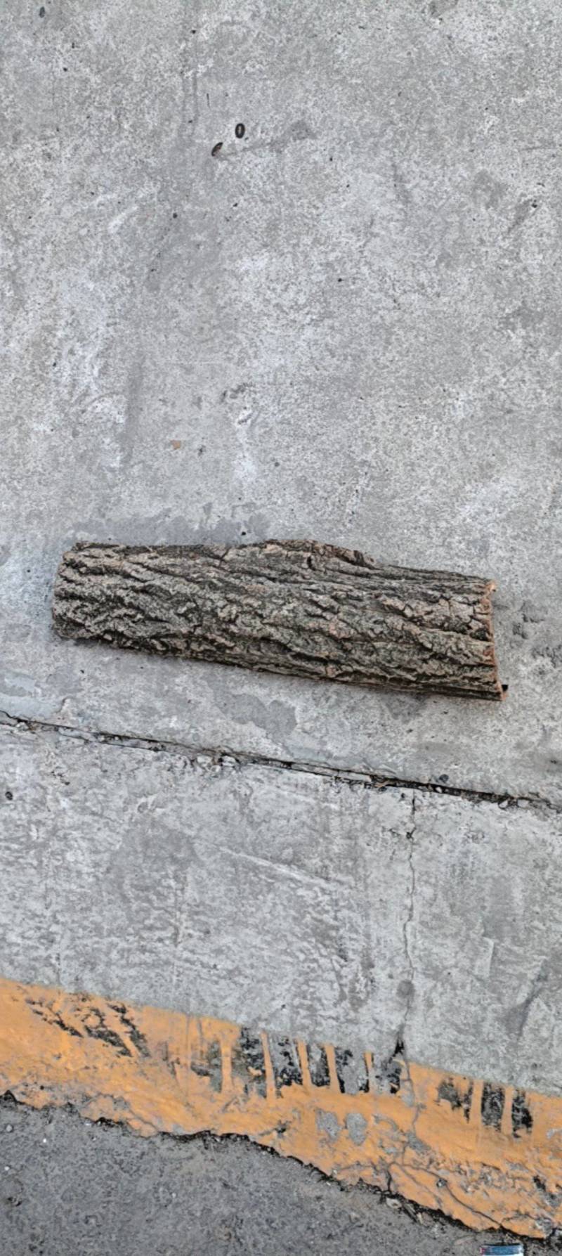 优质杜仲皮，陕西秦岭北坡，纯自然环境生长。品质保证。