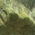 高山野生蕨菜