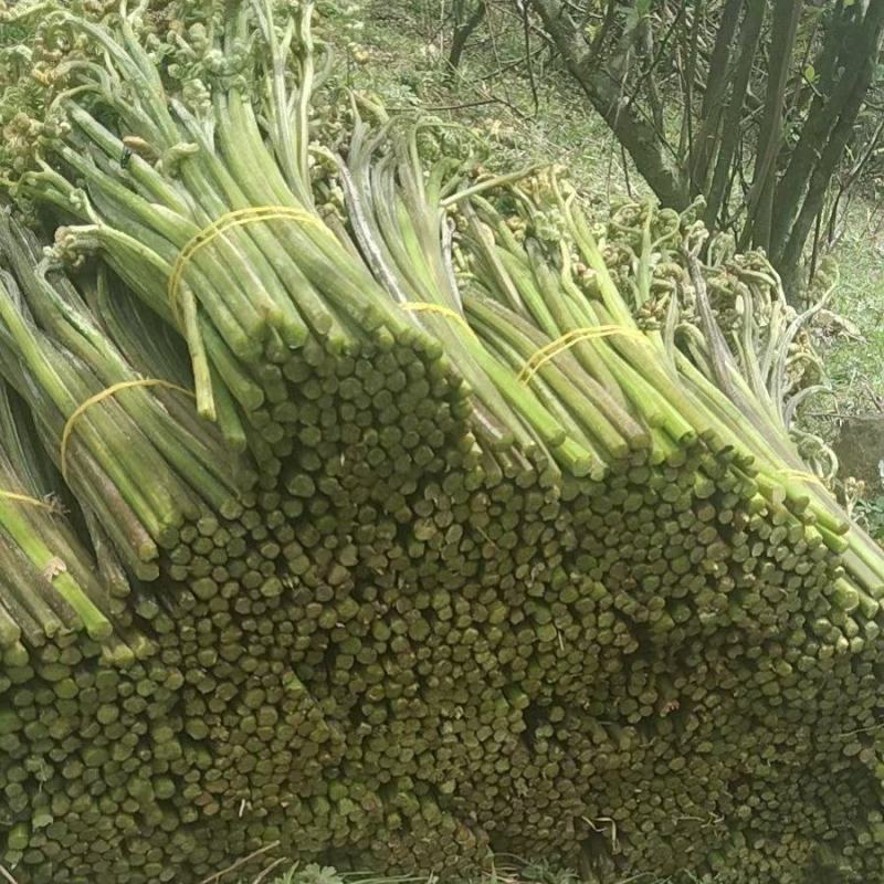 高山野生蕨菜