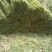 高山野生蕨菜