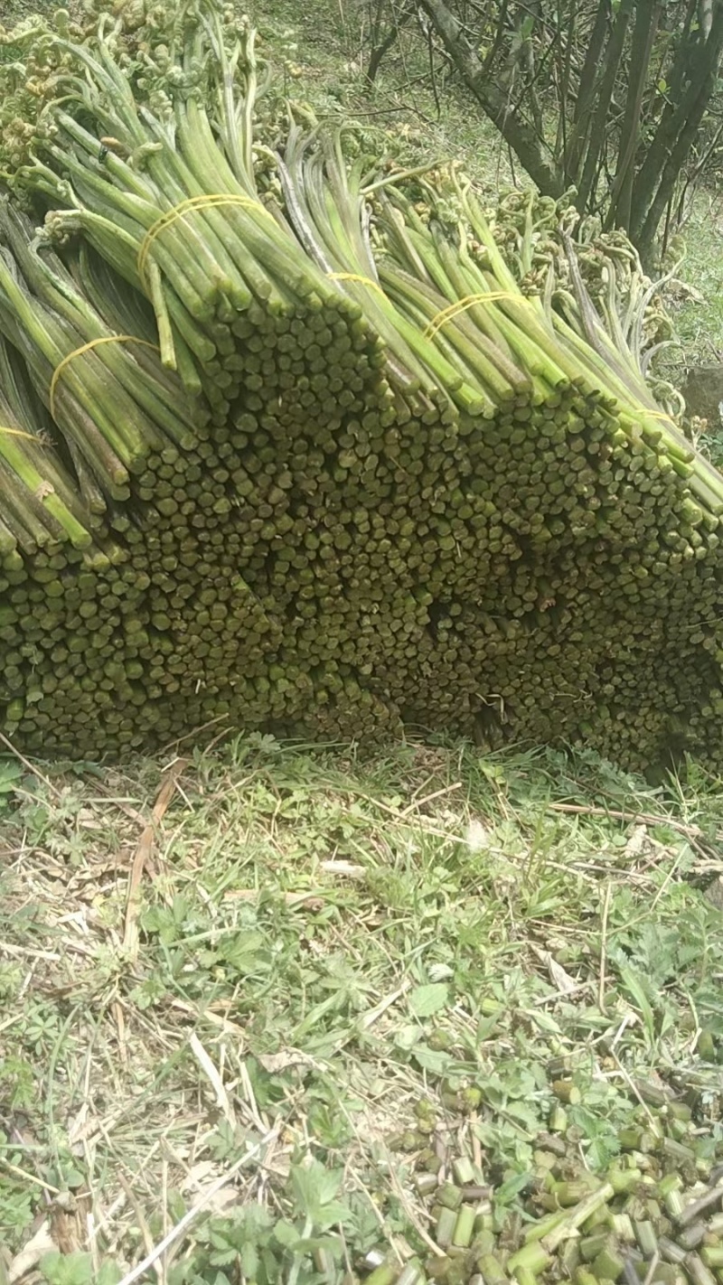高山野生蕨菜