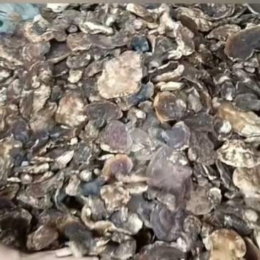 四川峨边彝族自治县***野生天然精品灵芝。