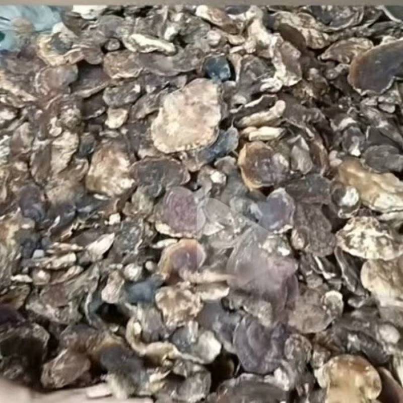 四川峨边彝族自治县***野生天然精品灵芝。