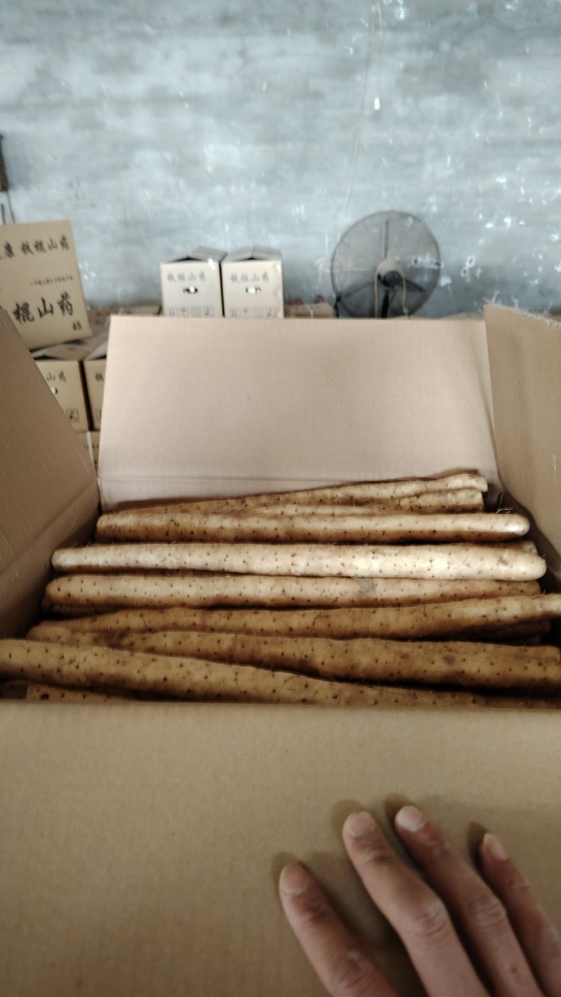 河北小白嘴山药万亩基地货源充足保质保量欢迎电话联系