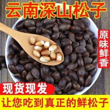 云南深山新鲜松子/自然松香/现货现发/品质保证/量大价优