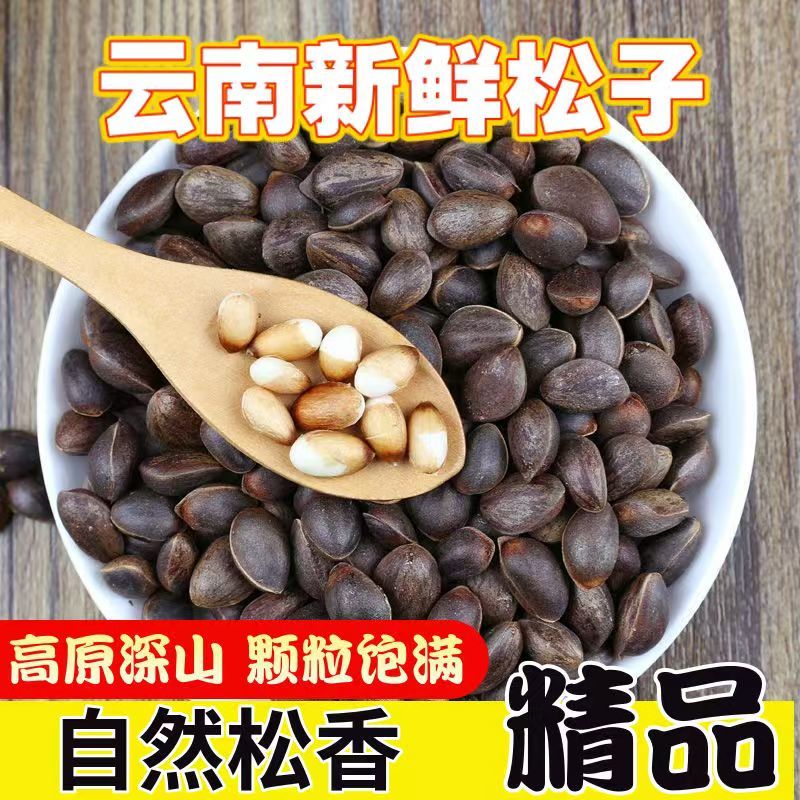 云南深山新鲜松子/自然松香/现货现发/品质保证/量大价优