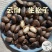 云南深山新鲜松子/自然松香/现货现发/品质保证/量大价优