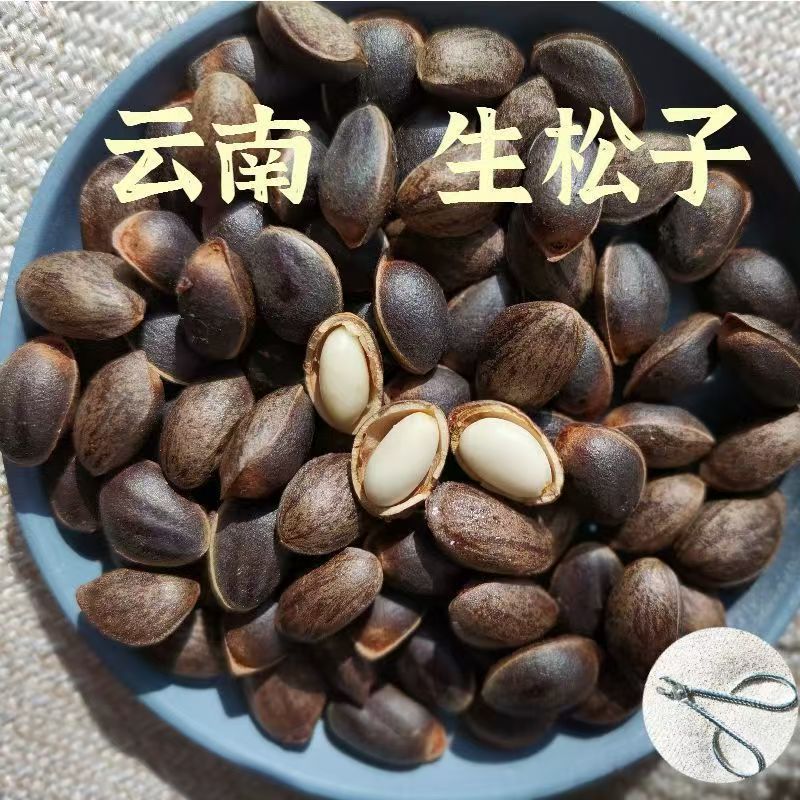 云南深山新鲜松子/自然松香/现货现发/品质保证/量大价优