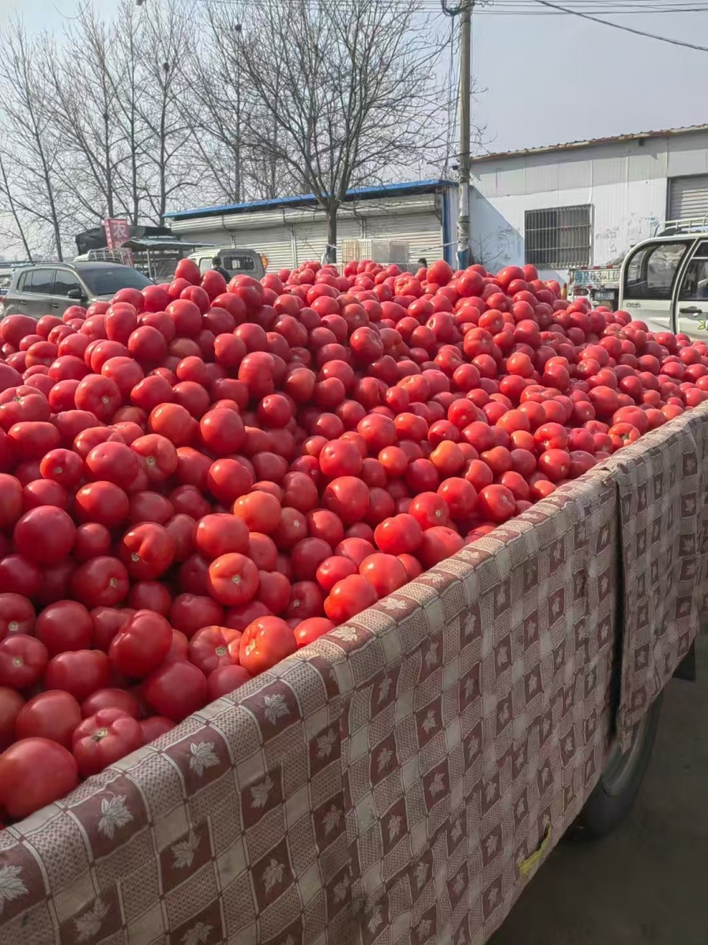 预售西红柿