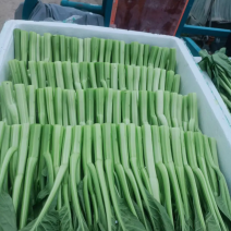 菜心大量有货有需要的老板联系价格美丽量大从优