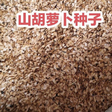 东北山胡萝卜种子，新种子，一手货源，欢迎联系