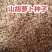 东北山胡萝卜种子，新种子，一手货源，欢迎联系