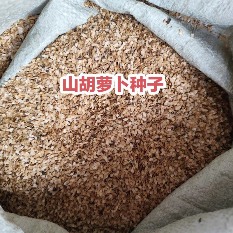 东北山胡萝卜种子，新种子，一手货源，欢迎联系