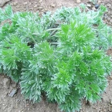 2025新鲜白蒿，可以做蒸菜