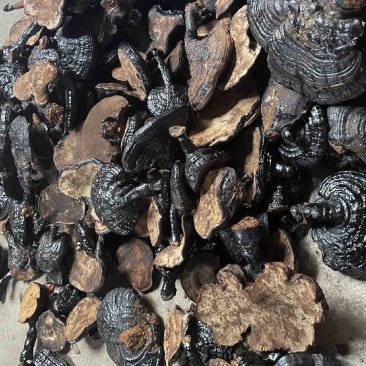 【现货直发】反柄灵芝纯野生货紫灵芝黑灵芝大量现货批发
