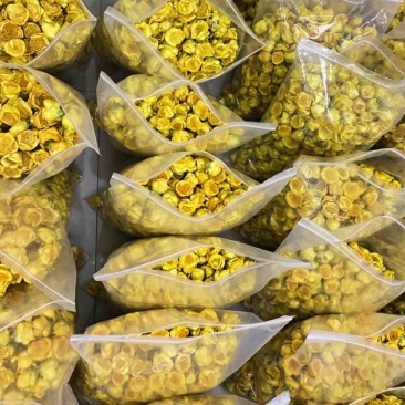 金花茶金茶花防城港基地一手货源直供稳定供货
