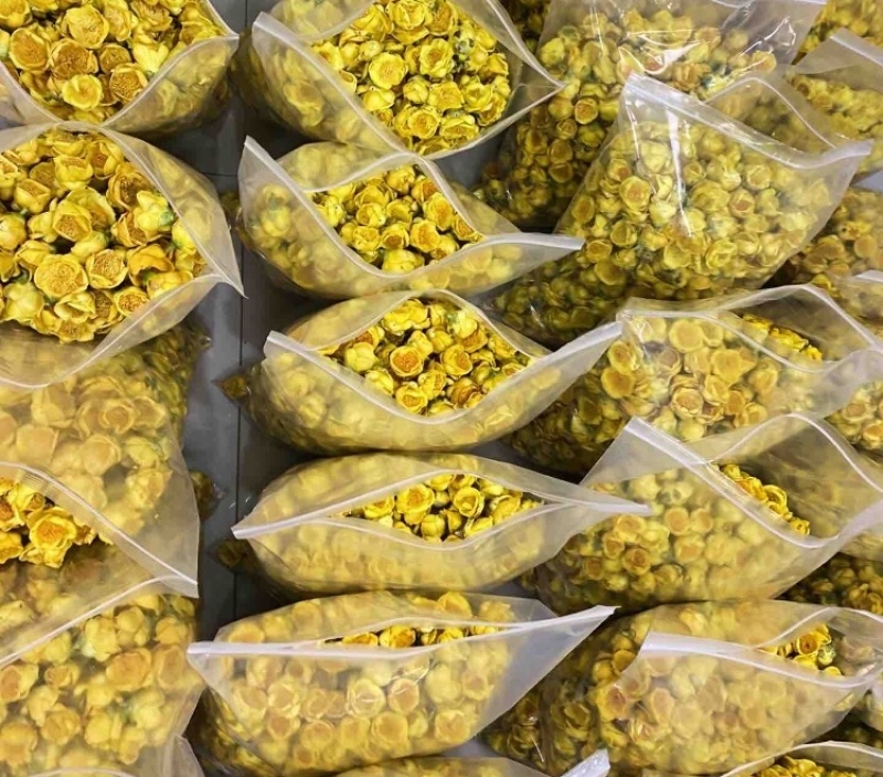 金花茶金茶花防城港基地一手货源直供稳定供货