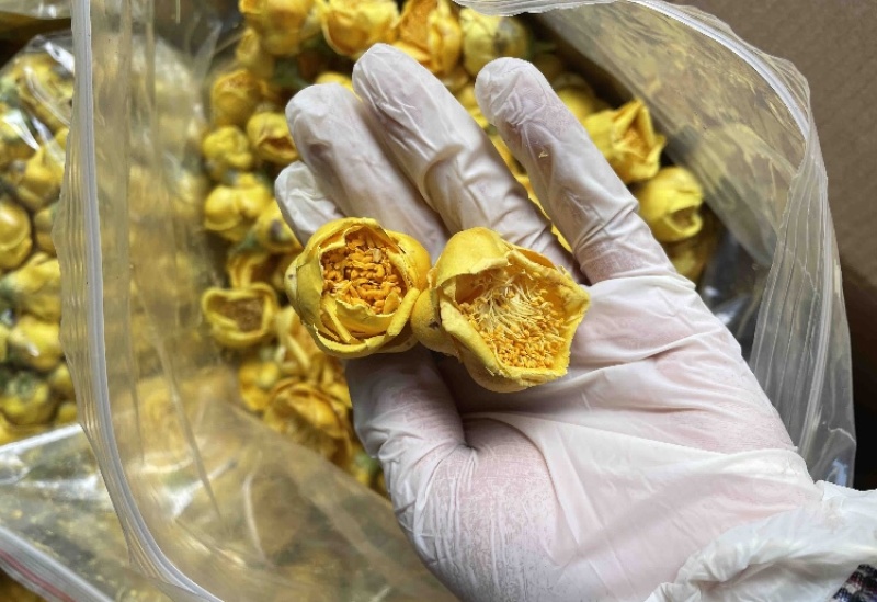 金花茶金茶花防城港基地一手货源直供稳定供货