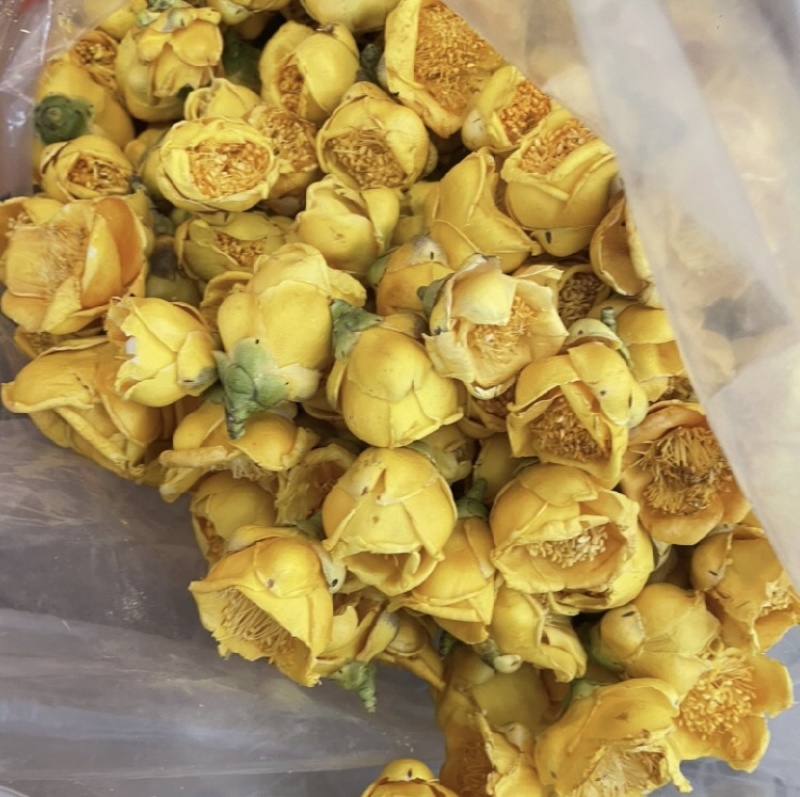 金花茶金茶花防城港基地一手货源直供稳定供货