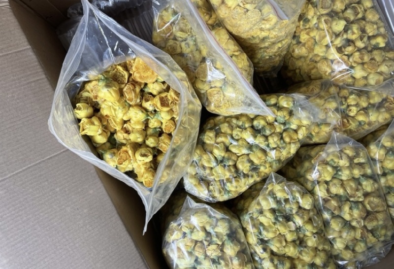 金花茶金茶花防城港基地一手货源直供稳定供货