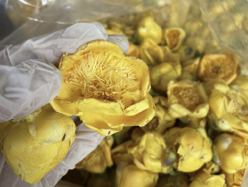 金花茶金茶花防城港基地一手货源直供稳定供货