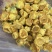 金花茶金茶花防城港基地一手货源直供稳定供货