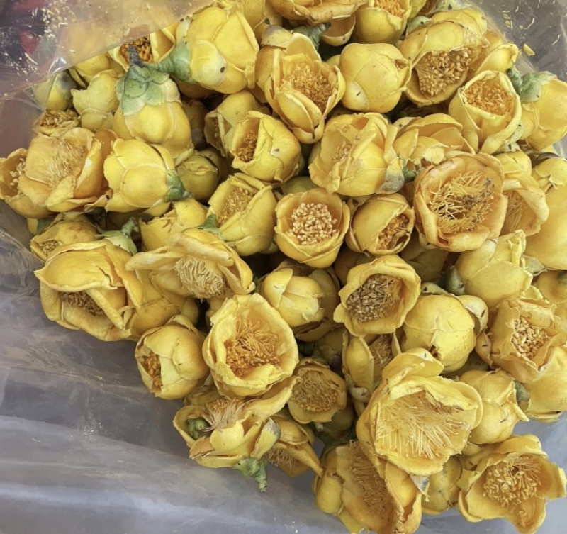 金花茶金茶花防城港基地一手货源直供稳定供货