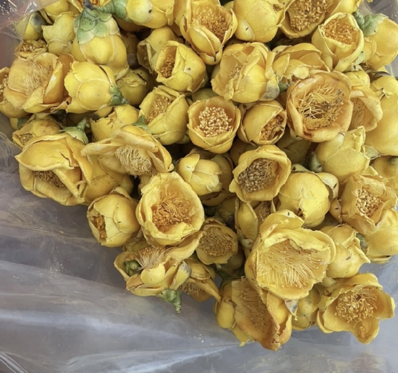 金花茶金茶花防城港基地一手货源直供稳定供货