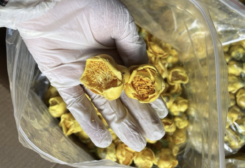 金花茶金茶花防城港基地一手货源直供稳定供货