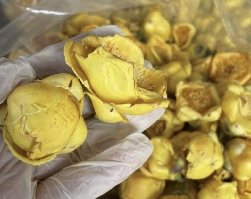 金花茶金茶花防城港基地一手货源直供稳定供货